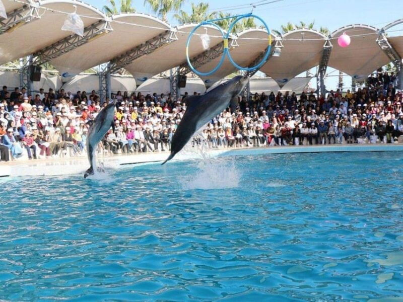 dolphin-show-tour-with-transfer-from-alanya-side