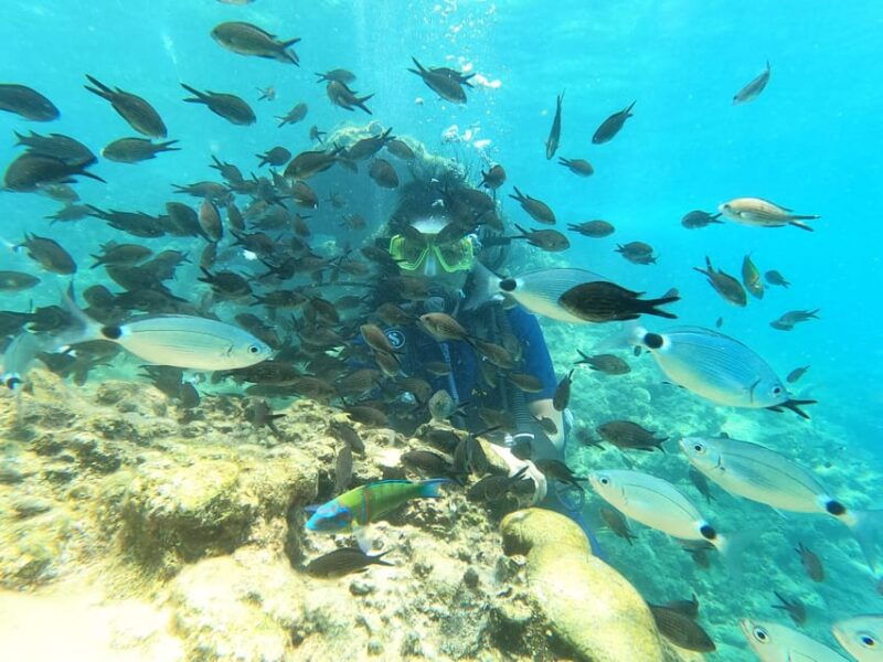 dolphin-show-tour-with-transfer-from-alanya-side