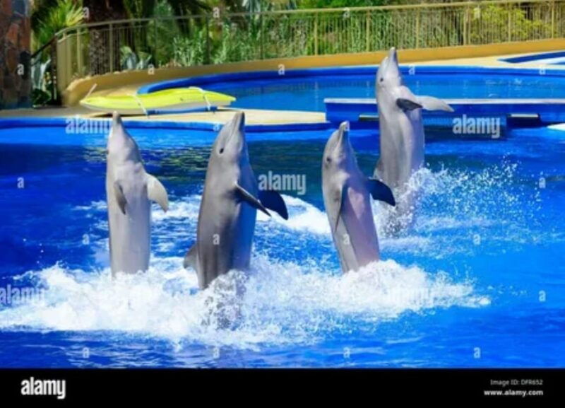dolphin-show-tour-with-transfer-from-alanya-side