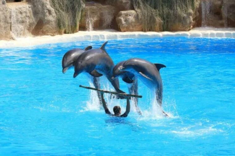 dolphin-show-tour-with-transfer-from-alanya-side