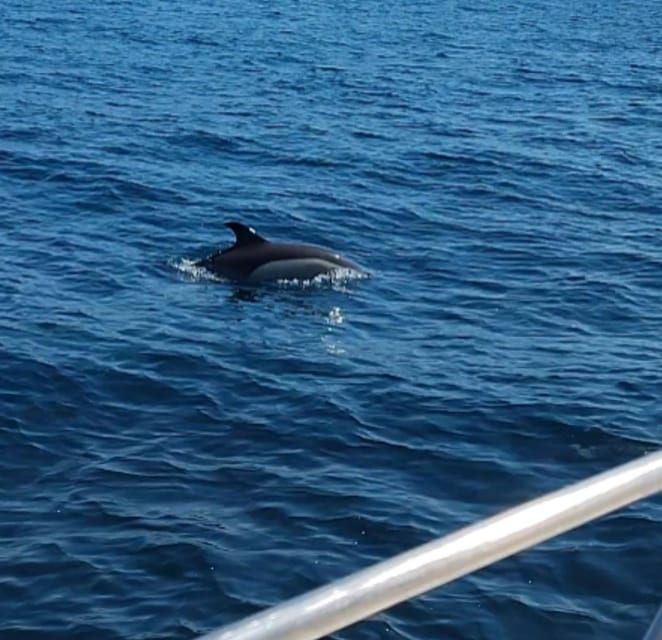 dolphin-sighting-la-linea-de-la-concepcion