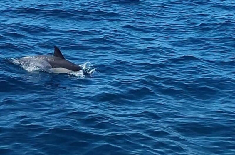 dolphin-sighting-la-linea-de-la-concepcion