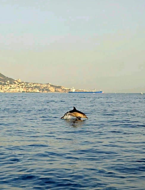 dolphin-sighting-la-linea-de-la-concepcion