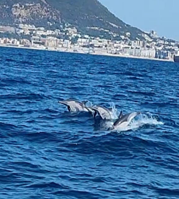 dolphin-sighting-la-linea-de-la-concepcion