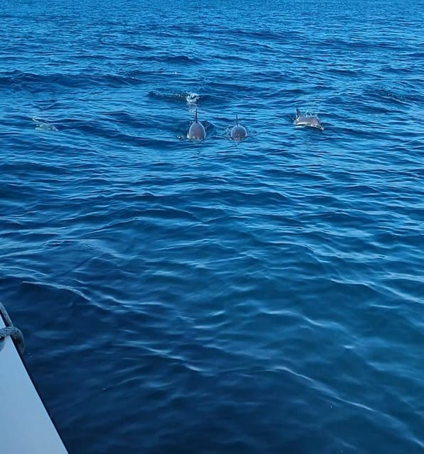 dolphin-sighting-la-linea-de-la-concepcion