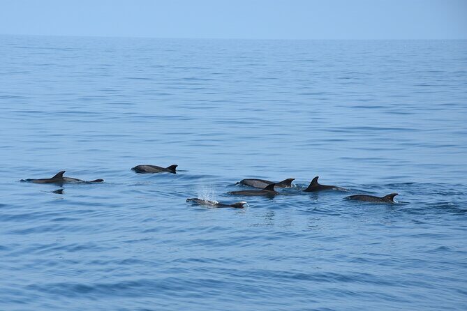 Dolphin Sightseeing Boat Tour from Benalmadena - Key Points