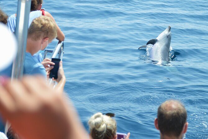 Dolphin Sightseeing Boat Tour from Benalmadena - The Sum Up