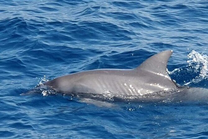 Dolphin Snorkel With private Speed Boat & Water Sports - Hurghada - The Sum Up