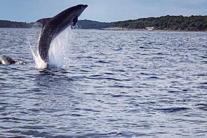 dolphin-sunrise-adventure-with-speedboat