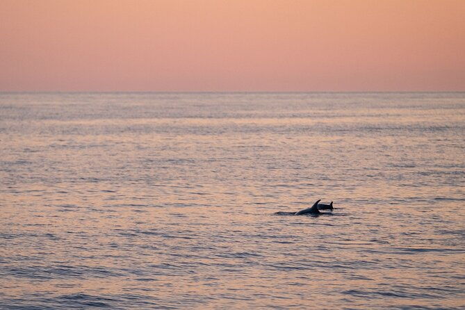 dolphin-sunset-tour-with-brijuni-panorama