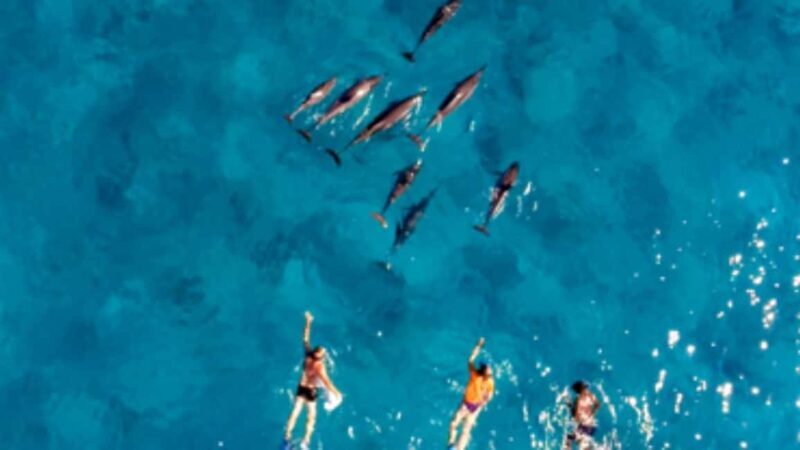 Dolphin Swimming for Nature Lovers on West Coast - Dolphin Swimming for Nature Lovers on West Coast
