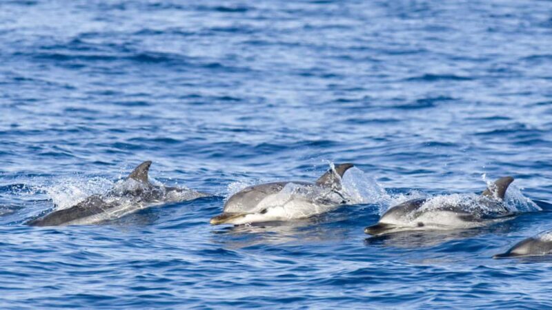 Dolphin Swimming for Nature Lovers on West Coast - Practical Information and Tips