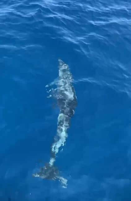 Dolphin tour 2 hours - Pricing & Overall Value