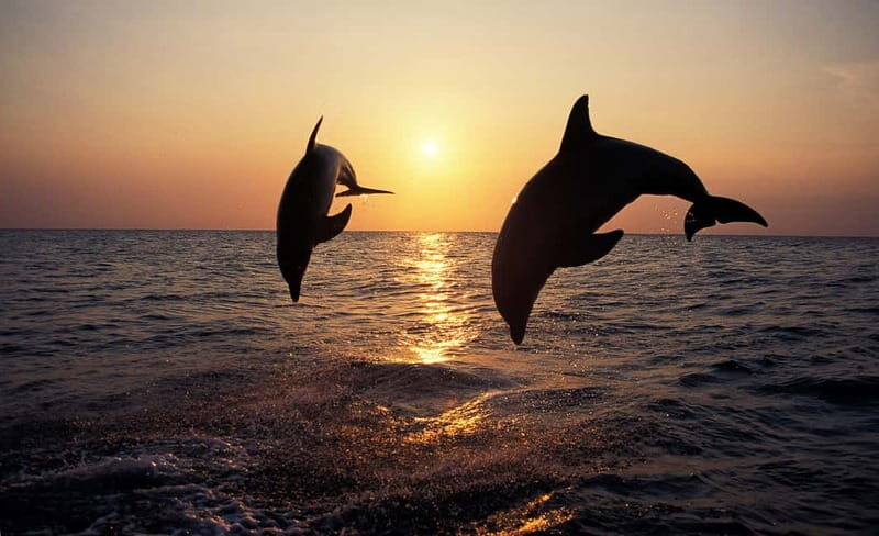 Dolphin Tour  85% chance - All inclusive Drinks + Dinner - Potential Drawbacks and Considerations