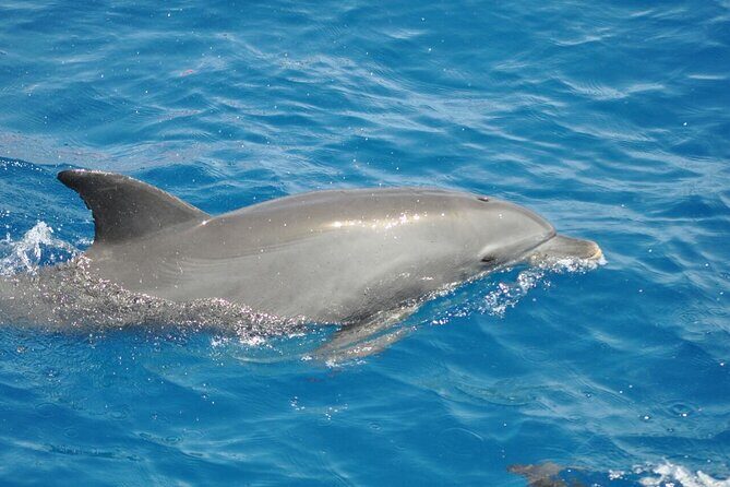 Dolphin tour & banana boat fun with snorkeling from Hurghada - What to Expect on the Day