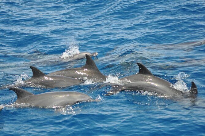 Dolphin tour & banana boat fun with snorkeling from Hurghada - Practical Details and Considerations