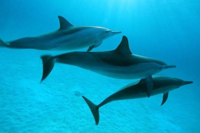Dolphin tour & banana boat fun with snorkeling from Hurghada - Who Should Consider This Tour?