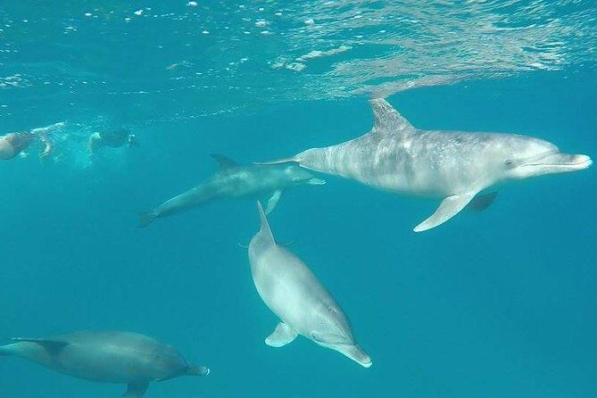 Dolphin tour from El Gouna - Key Points