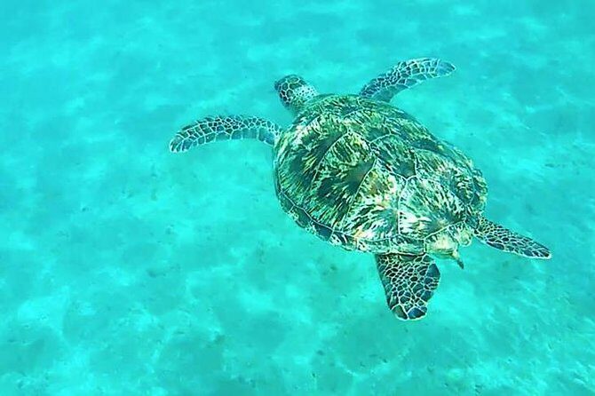 Dolphin tour from El Gouna - The Real Traveler Experience