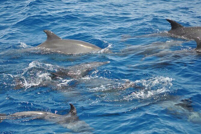 Dolphin tour from El Gouna - FAQ