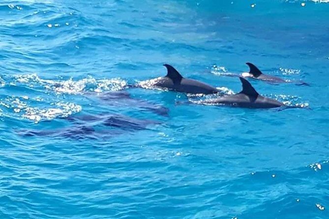 Dolphin Tour in Hurghada - Who Is This Tour Best Suited For?