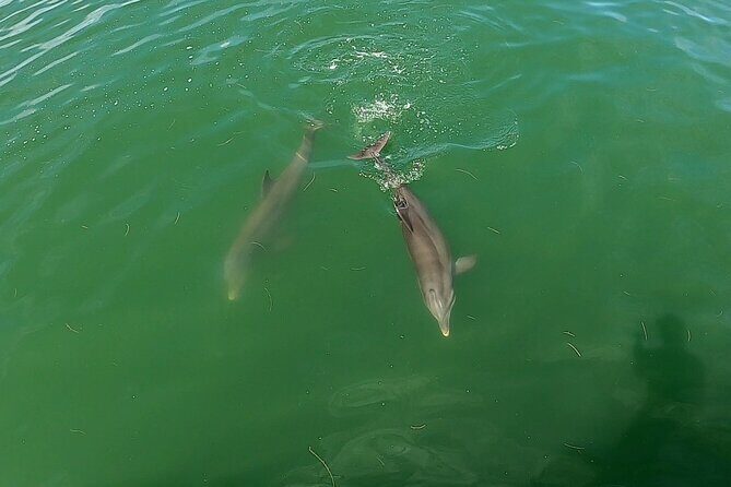 Dolphin Tour in St. Pete Beach - A Closer Look at the Dolphin Tour Experience
