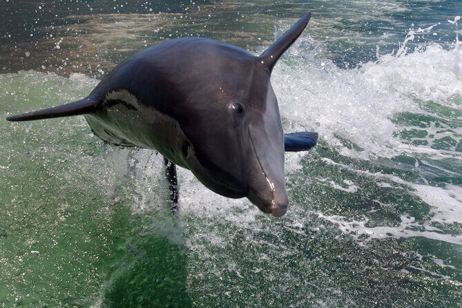 Dolphin Tour in St. Pete Beach - Authentic Insights from Reviewers