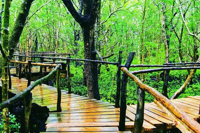 Dolphin Tour Jozan Forest, Kuza Cave, Paje Becach &The Restaurent - A Deep Dive into the Tour Experience