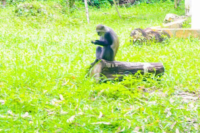 Dolphin Tour Jozan Forest, Kuza Cave, Paje Becach &The Restaurent - Final Thoughts