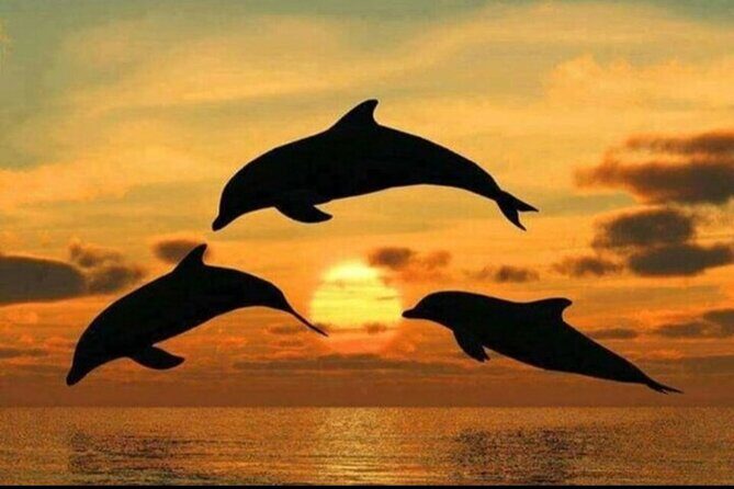 Dolphin Tour Jozan Forest, Kuza Cave, Paje Becach &The Restaurent - FAQ