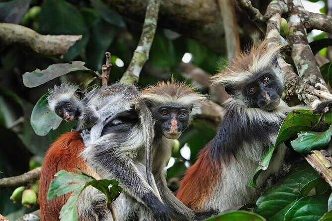 Dolphin tour, Jozani Forest, Jambiani Kuza Cave, Paje Beach &The Rock restaurent - What to Expect from This Tour