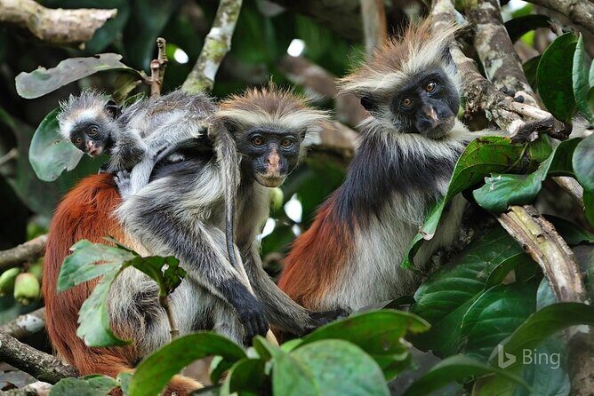 Dolphin tour, Jozani Forest, Jambiani Kuza Cave, Paje Beach &The Rock restaurent - Key Points  