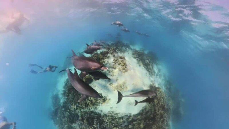 Dolphin Tour with Red Sea Fun. The Best in Hurghada - The Sum Up: Is It Worth It?