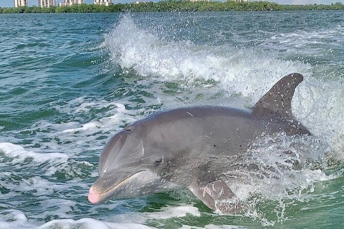 dolphin-tours-fort-myers-beach-naples