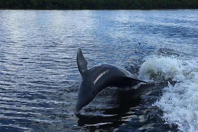 dolphin-tours-fort-myers-beach-naples