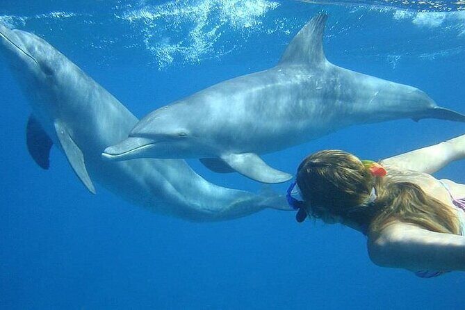Dolphin trip with private speedboat and snorkeling - What’s Included and What’s Not