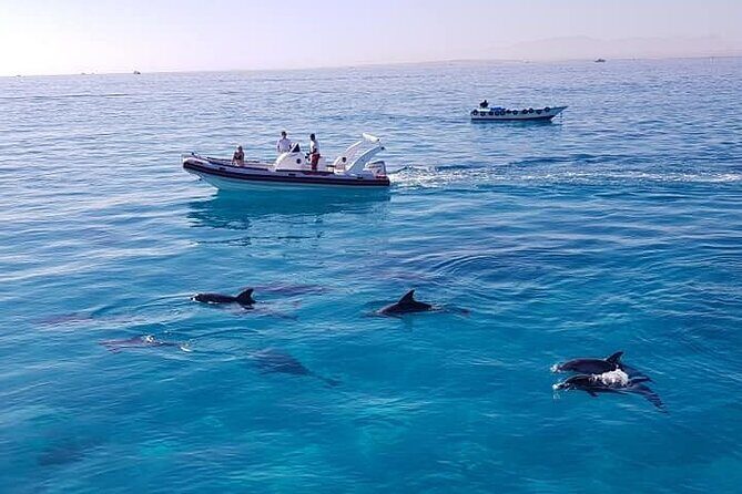 Dolphin trip with private speedboat and snorkeling - Practical Tips for Making the Most of Your Trip