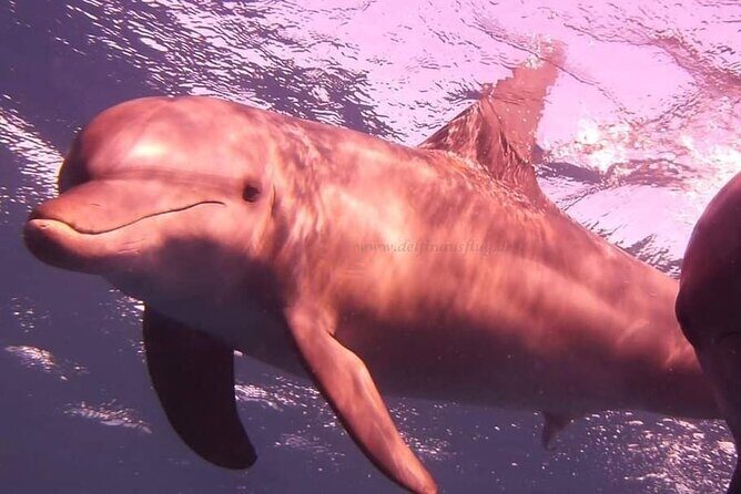 Dolphin trip with private speedboat and snorkeling - The Sum Up
