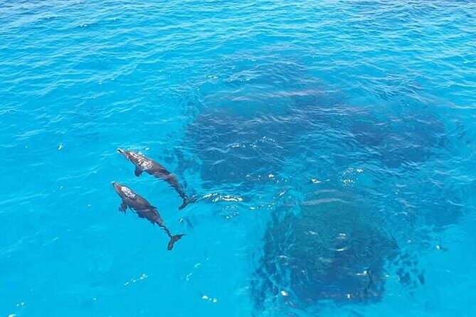 Dolphin trip with private speedboat and snorkeling - FAQ: Your Questions Answered