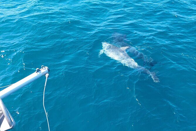 Dolphin trips on a catamaran - The Sum Up