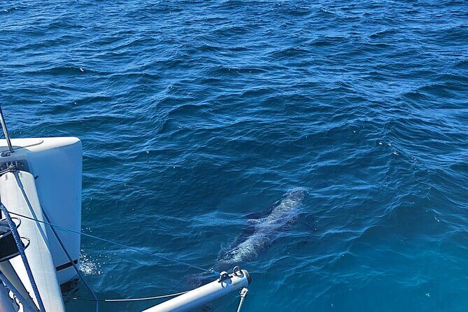 Dolphin trips on a catamaran - FAQ