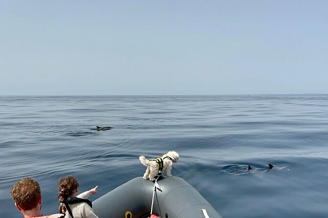 dolphin-watch-benagil-caves-boat-tour-with-biologist-guide