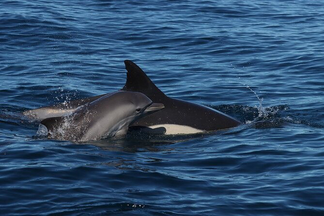 dolphin-watch-benagil-caves-boat-tour-with-biologist-guide