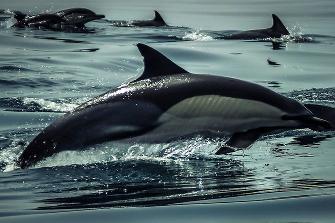 dolphin-watch-benagil-caves-boat-tour-with-biologist-guide