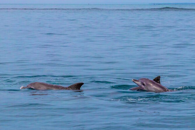 Dolphin Watch & Snorkeling at Kisite Marine Park & Wasini Island - FAQ