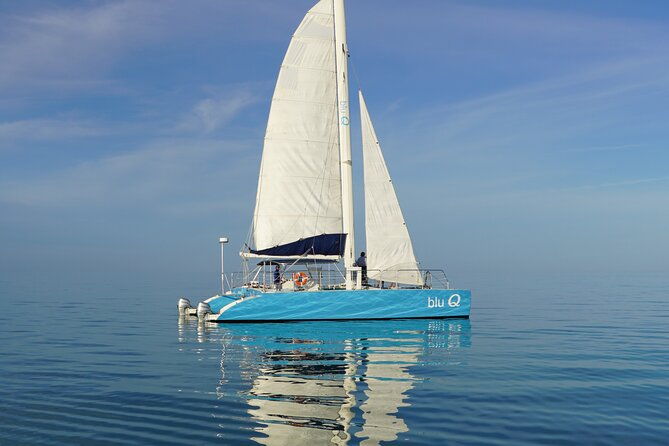 dolphin-watch-sunset-sail-with-honest-eco