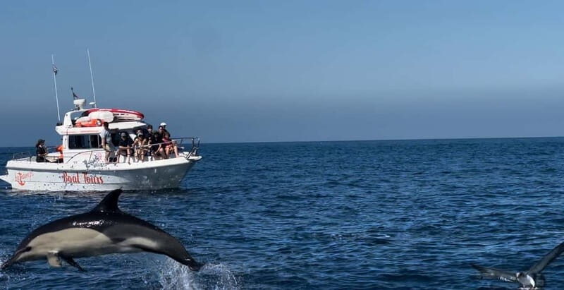 Dolphin Watch - Key Points