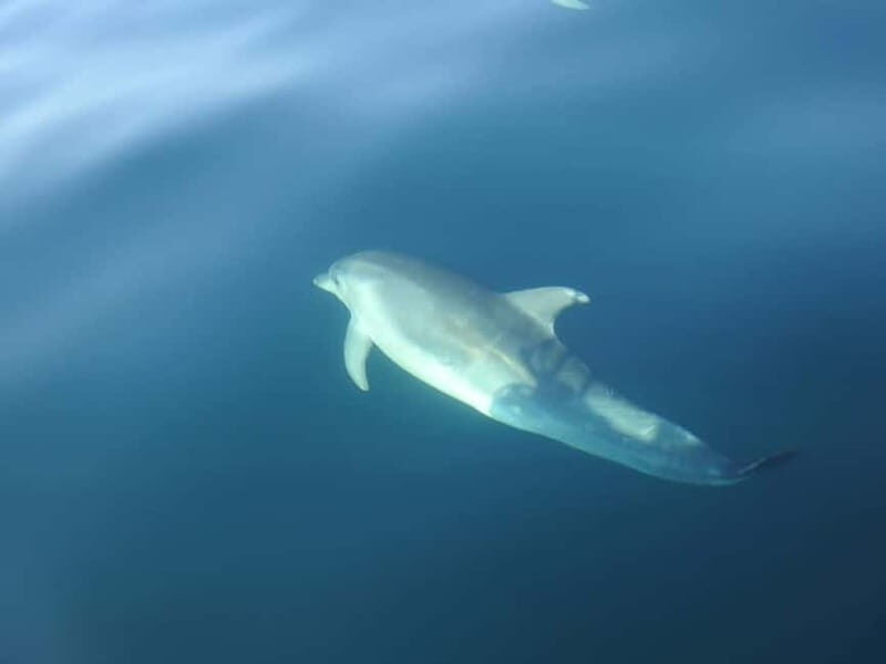 Dolphin Watch - An In-Depth Look at the Dolphin Watching Experience