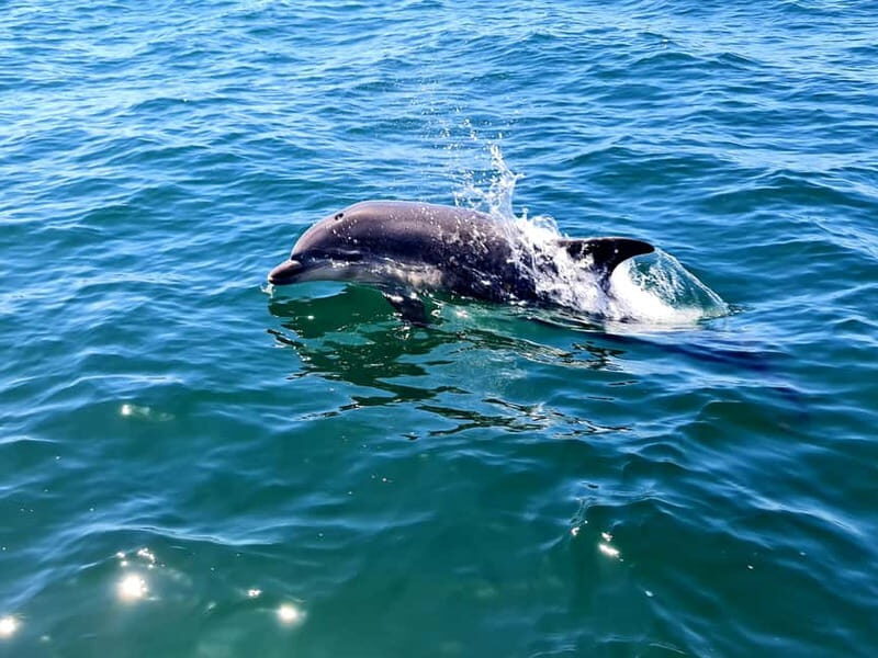 Dolphin Watch - What It’s Like On the Water