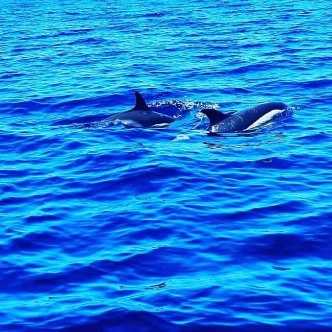 Dolphin Watch - The Sum Up